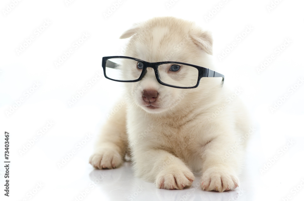 Cute siberian husky wearing glasses on white background Cute siberian husky wearing glasses on white background