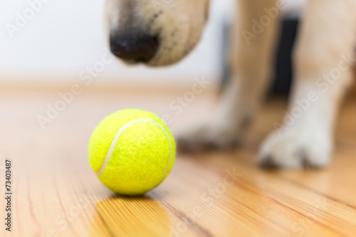 Dog playing with ball photo