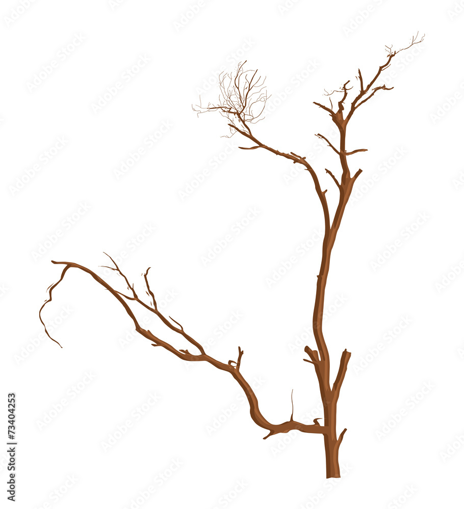 Dead Tree Branches Dead Tree Branches