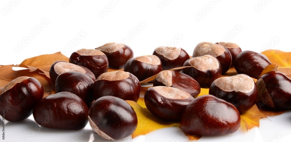 Obraz premium Horizontally many chestnuts autumn leaves on white background
