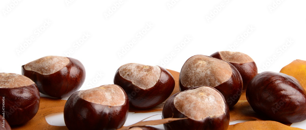 Horizontally many chestnuts autumn leaves on white background Horizontally many chestnuts autumn leaves on white background