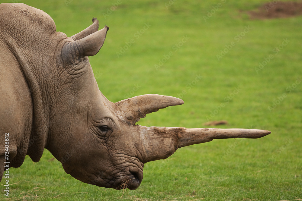 Fototapeta premium white rhino portrait 9648
