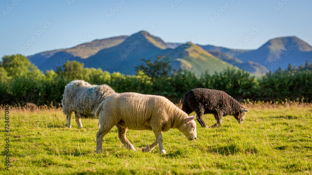 Herdwick sheep grazing in The Lake District, England