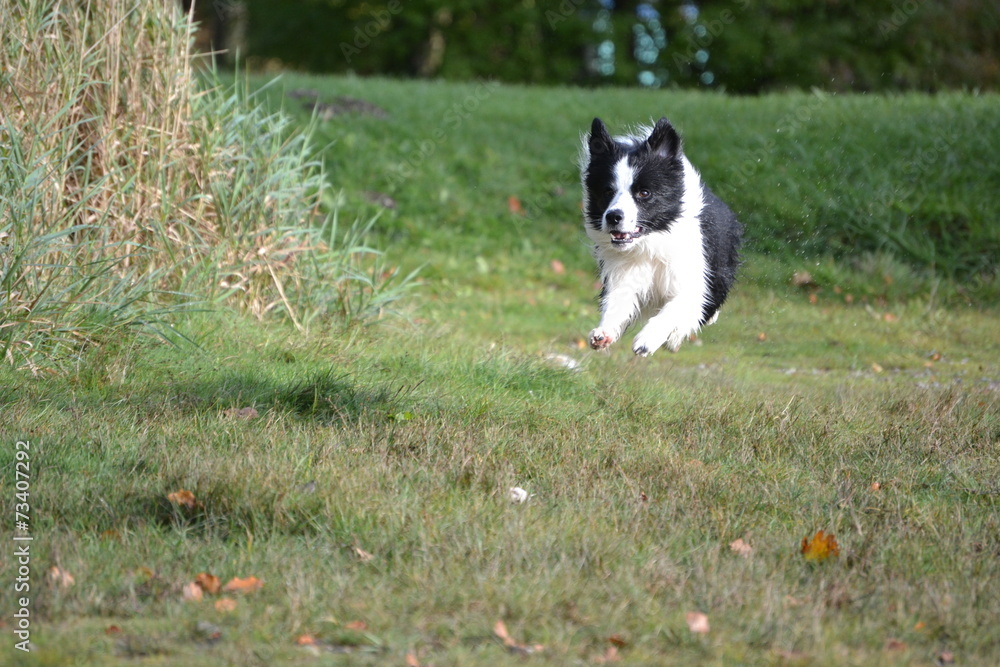 Border Collie Beau Border Collie Beau