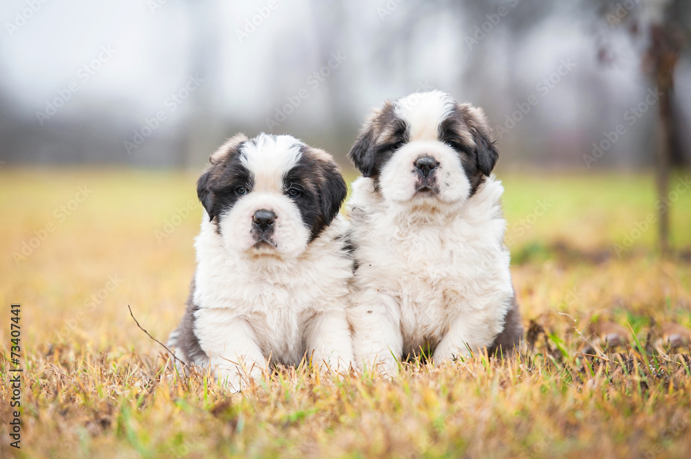 Two saint bernard puppies sitting outdoors Two saint bernard puppies sitting outdoors