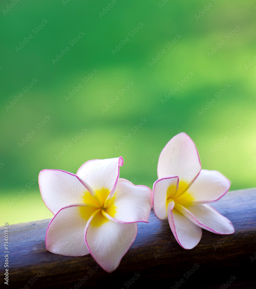 Naklejka premium flowers