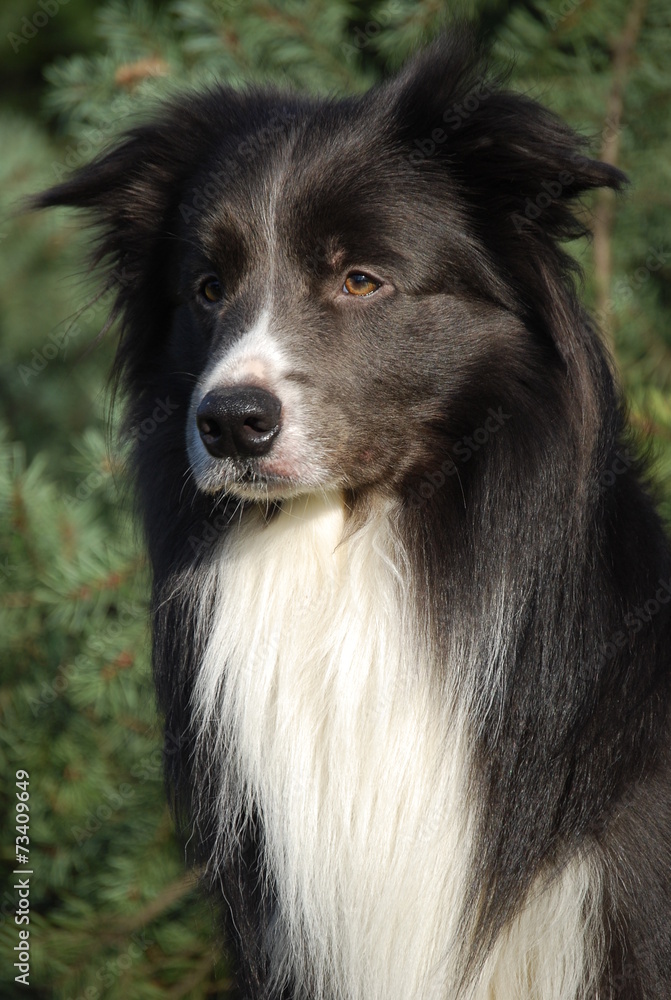 Fototapeta premium Border Collie Jerry