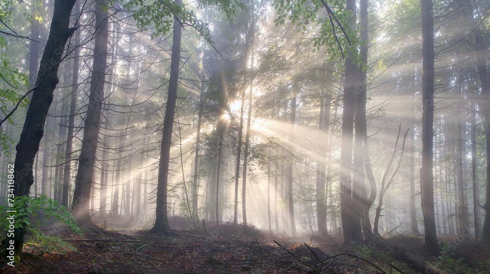 Magic Carpathian forest at dawn