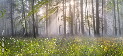 Magic Carpathian forest at dawn #73410850