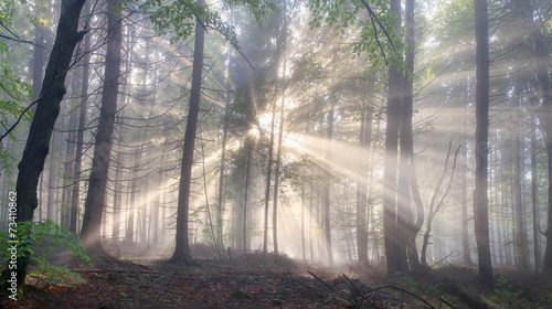 Fototapeta Naklejka Na Ścianę i Meble -  Magic Carpathian forest at dawn