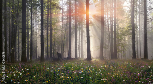 Magic Carpathian forest at dawn