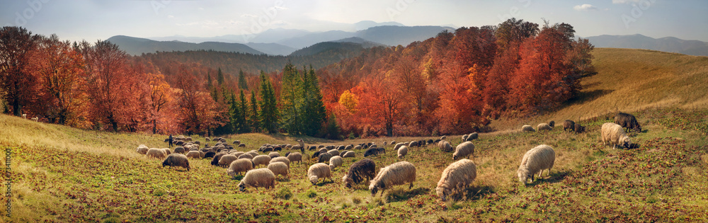 Fototapeta premium Transcarpathian pastures in autumn