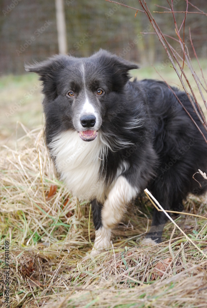 Border Collie Jerry Border Collie Jerry