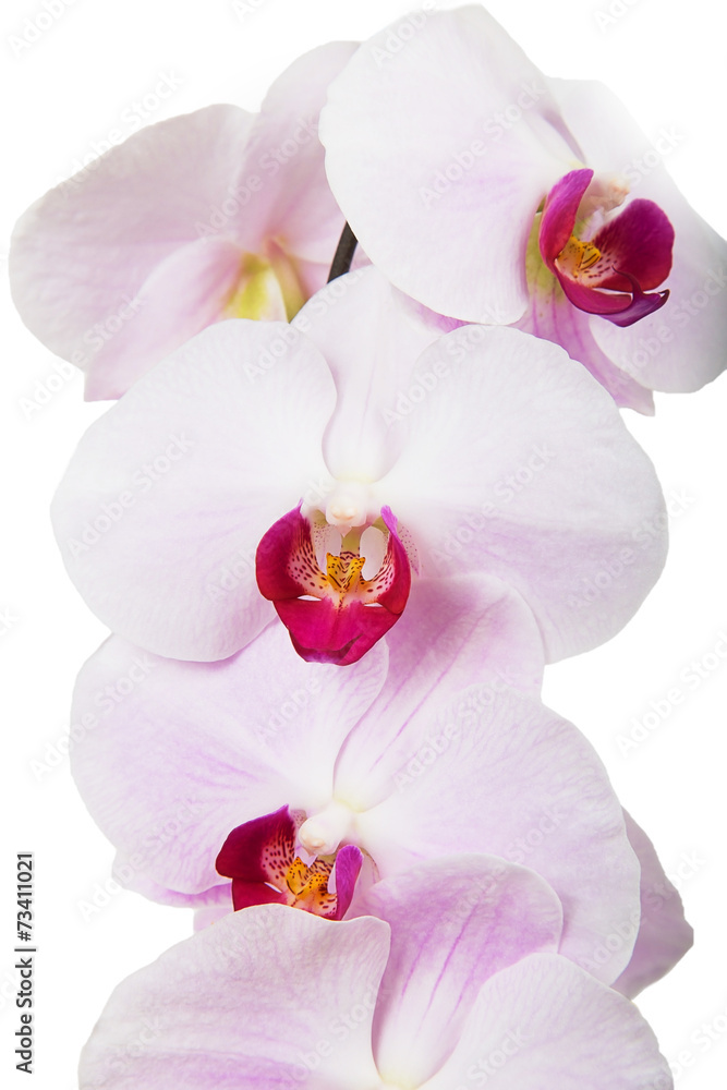 Pink orchid flowers