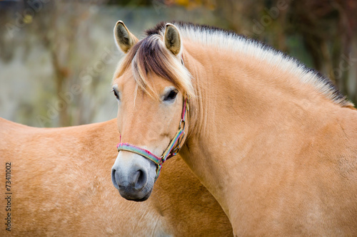 Fiord horse photo