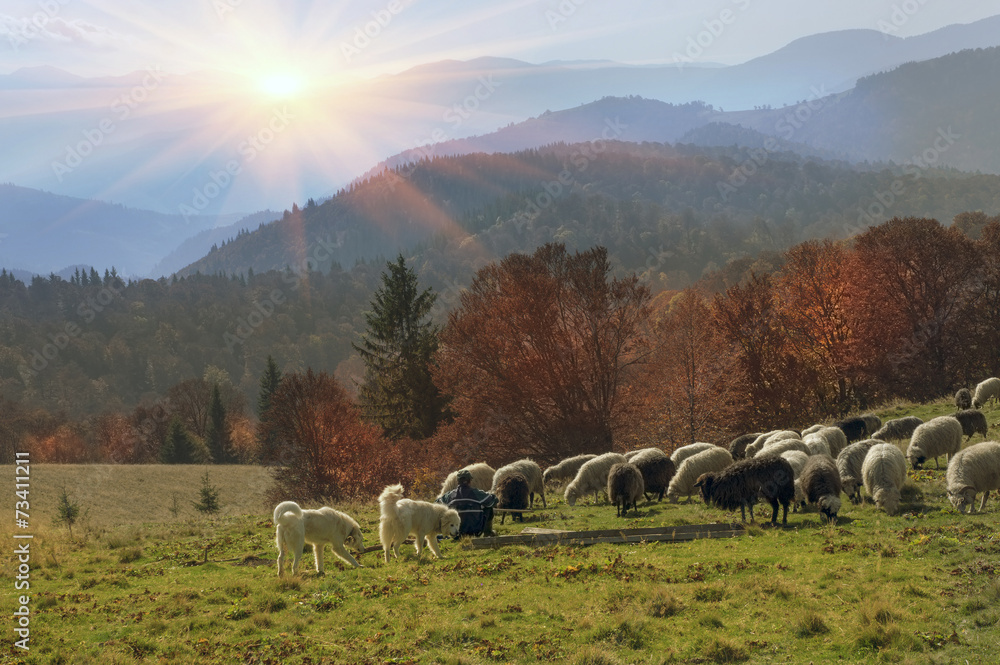 Obraz premium Transcarpathian pastures in autumn