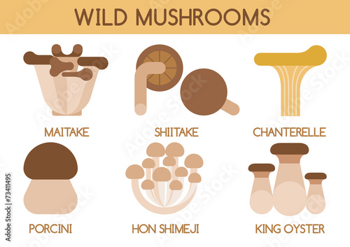 Wild mushrooms vector