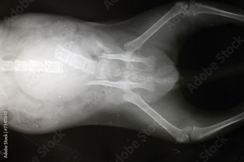Fracture of lumbar spine and pelvis by cat (x-ray image)