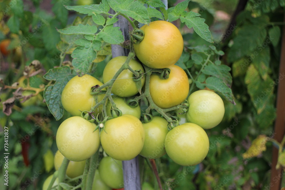 Unripe tomatoes on shrub