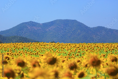 Sunflower Garden Lopburi  Thailand