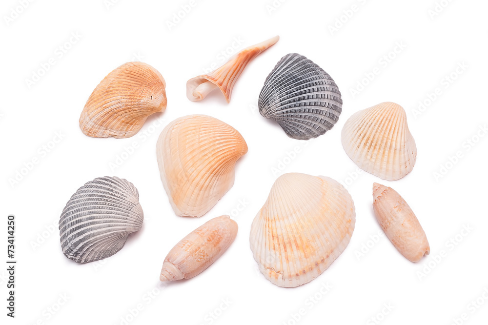 Seashell collection isolated on the white background Seashell collection isolated on the white background