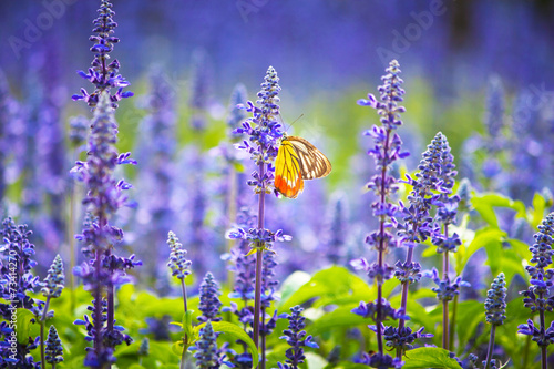 Butterfly on Lavender #73414270