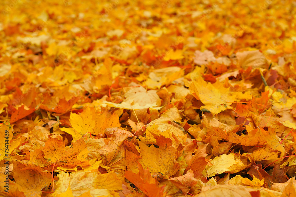 autumn leaves autumn leaves