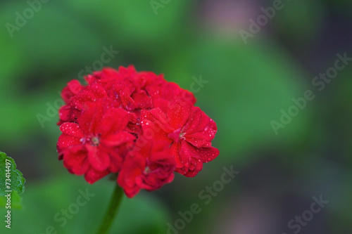 Fototapeta Naklejka Na Ścianę i Meble -  Red geraniums
