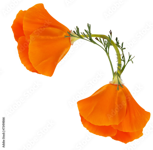 Fototapeta Naklejka Na Ścianę i Meble -  Corner of two flowers of Eschscholzia californica