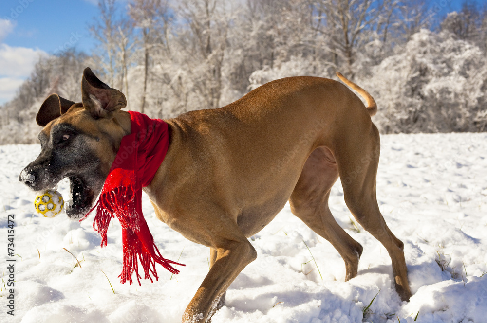 Great Dane chasing ball in snow with red scarf Great Dane chasing ball in snow with red scarf