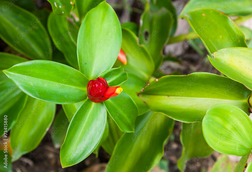 red flower (Costus speciosus)/Indian head ginger