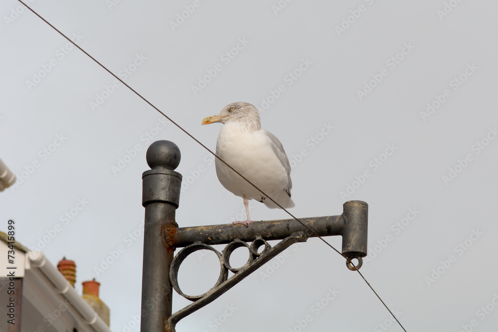 Seagull on telegraph post Seagull on telegraph post