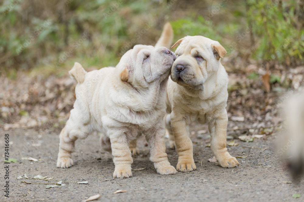 Two Shar Pei puppy