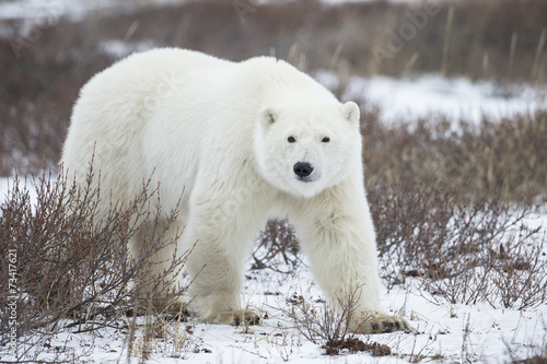 Polar Bear on Hudson Bay Canada