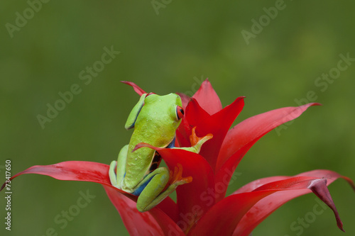 Red-eyed green tree frog © Dennis Donohue