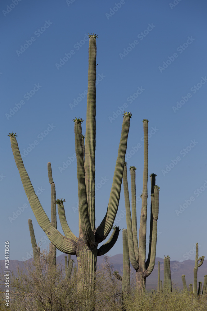 saguaro cactus in Nothern Arizona