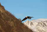 American Bald Eagle flying in the area of Homer Alaska