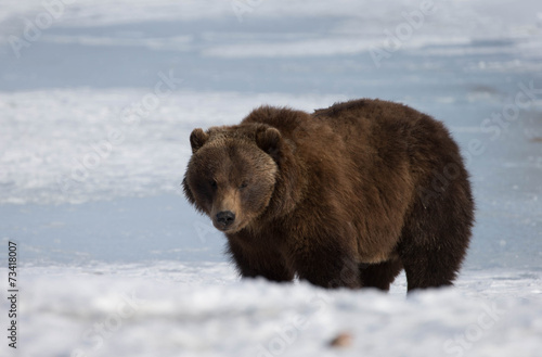 Alaskan Brown Bear in Spring walking in Snow