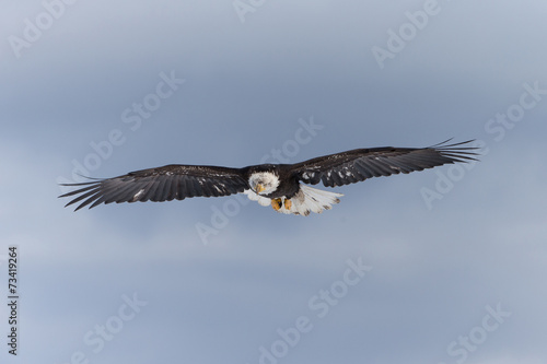 Magestic American Bald Eagle Flying in Homer Alaska
