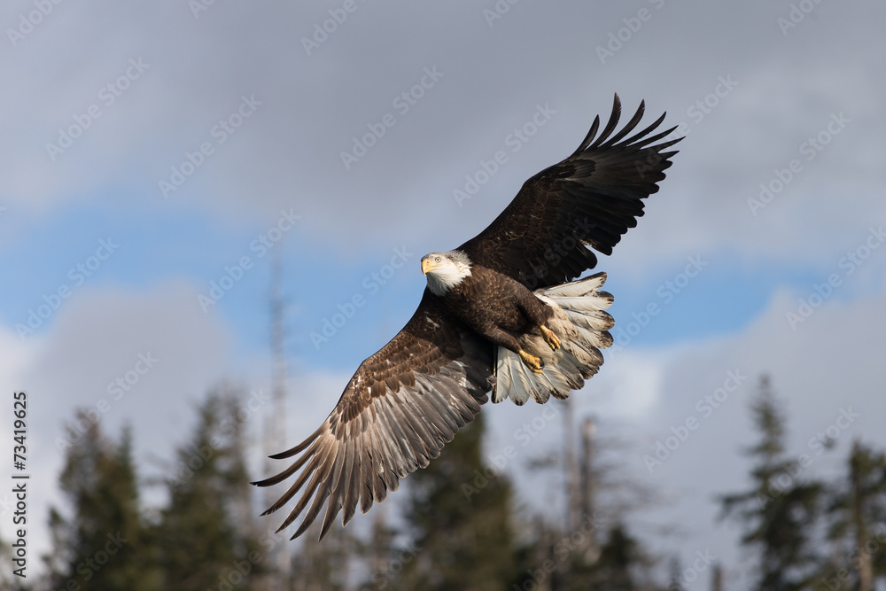Magestic American Bald Eagle Flying in Homer Alaska Magestic American Bald Eagle Flying in Homer Alaska