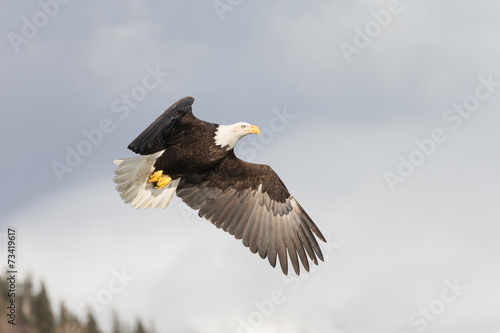 Magestic American Bald Eagle Flying in Homer Alaska