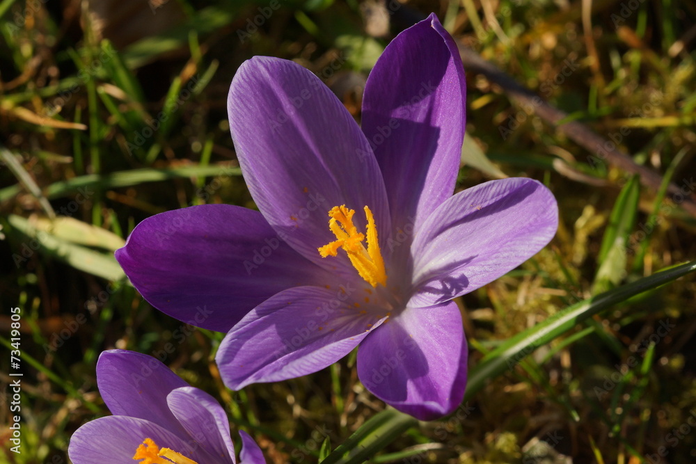 Fototapeta premium Krokus