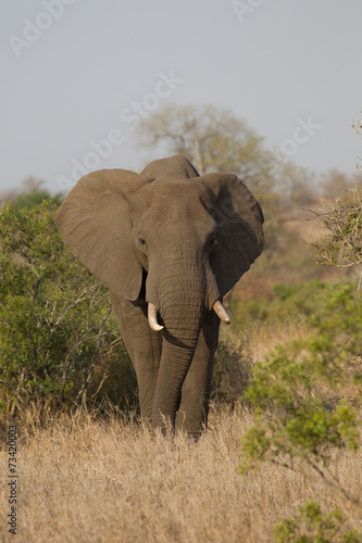 Bull Elephant in Kruger National Park  South Africa