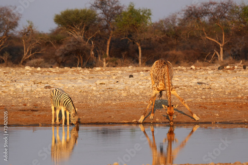Giraffe und Steppenzebra am Wasserloch