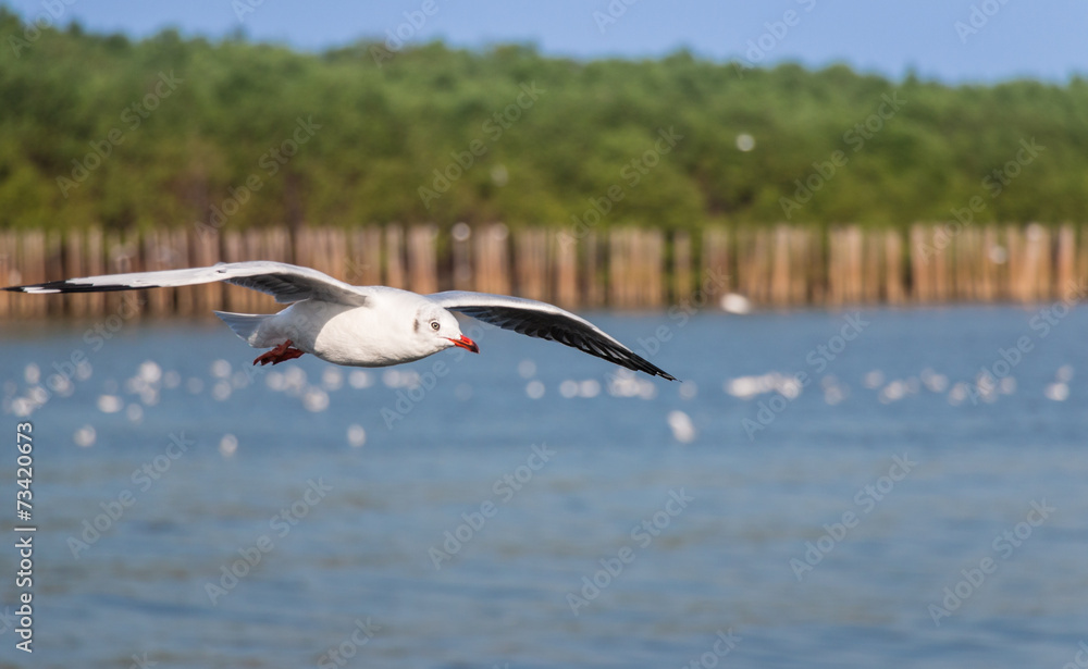 Flying Seagull over the sea Flying Seagull over the sea