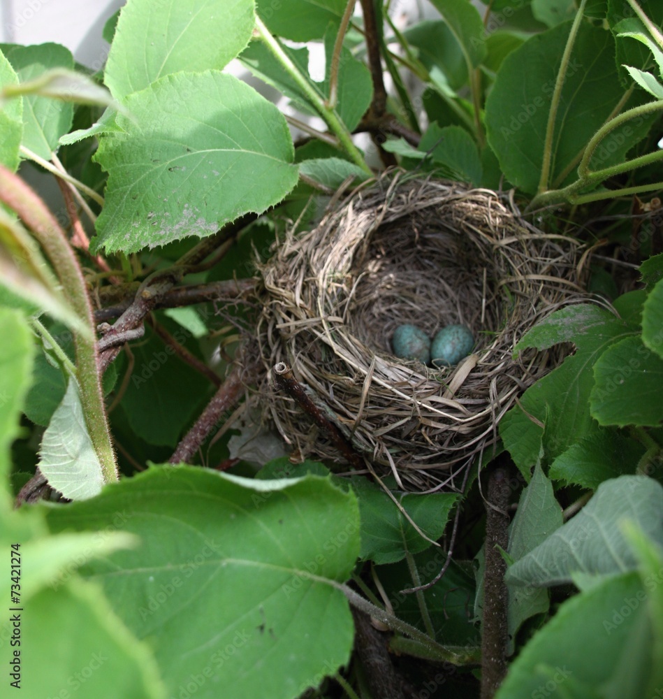Blackbird nest with eggs Blackbird nest with eggs