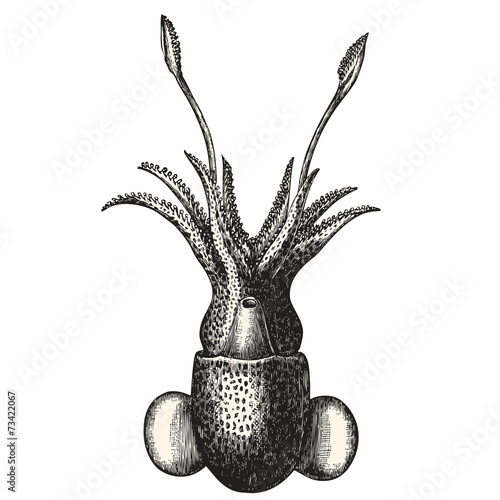 Céphalopode