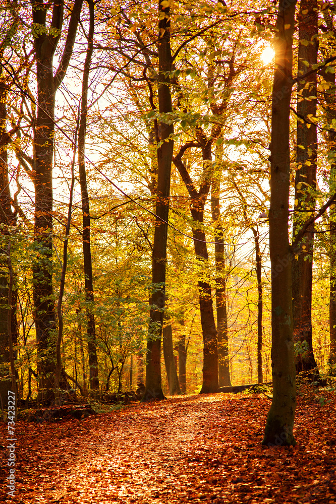 Colourful forest path Colourful forest path