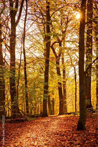 Colourful forest path