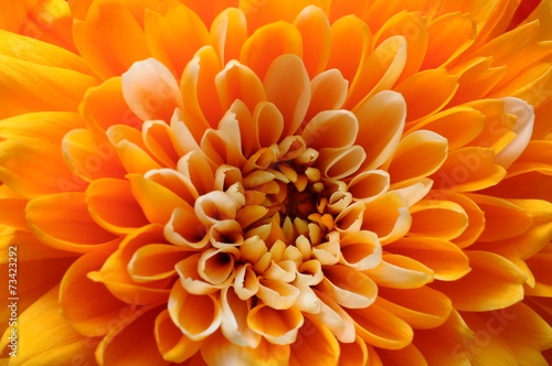 Macro of orange aster flower